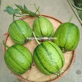5 Hạt - Hạt  Giống  Mướp Táo /Béo Đài Loan Phương Nam