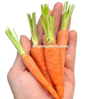 0.5 Gram - Hạt Giống Cà Rốt Tí Hon Phương Nam
