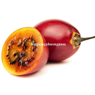 20 Hạt - Hạt Giống Cà Chua Thân Gỗ Phương Nam