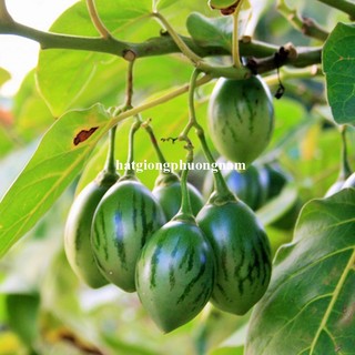 20 Hạt - Hạt Giống Cà Chua Thân Gỗ Phương Nam