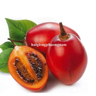 20 Hạt - Hạt Giống Cà Chua Thân Gỗ Phương Nam