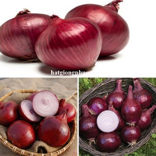 0.5 Gram - Hạt Giống Hành Tây Tím Phương Nam