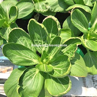 20 Gram - Hạt Giống Cải Thìa Phương Nam