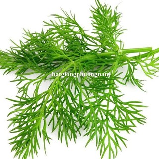 5 Gram - Hạt Giống Thì Là Phương Nam