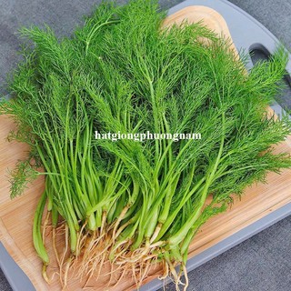 5 Gram - Hạt Giống Thì Là Phương Nam