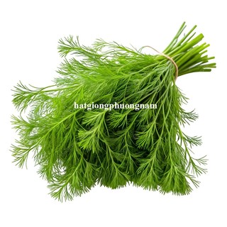 5 Gram - Hạt Giống Thì Là Phương Nam