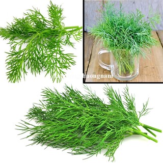 5 Gram - Hạt Giống Thì Là Phương Nam