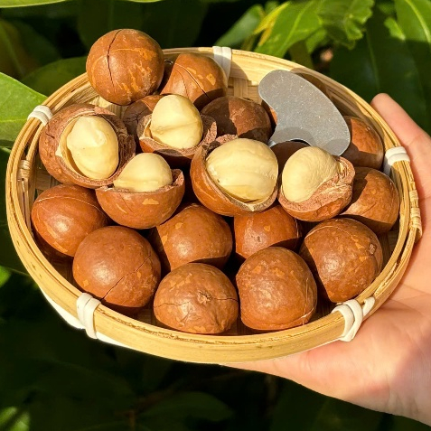 500Gram Hạt Macca Tây Nguyên, Hạt Macca Đaklak nhân Macca  |KIWISHOP| NGON, CHẤT LƯỢNG, AN TOÀN