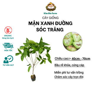  Cây Giống Mận Xanh Đường Sóc Trăng Cây Chiết F1 Chuẩn Giống 