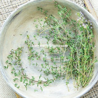 100 Hạt - Hạt Giống Cỏ Xạ Hương Phương Nam