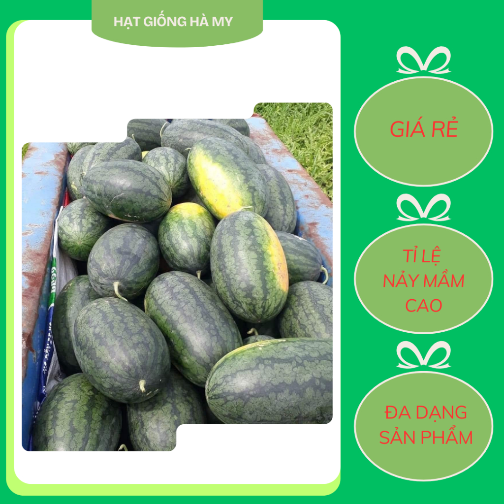 Hạt giống dưa hấu mae ya