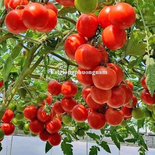 20 Hạt - Hạt Giống Cà Chua Leo Giàn Phương Nam
