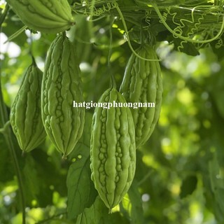 2 Gram - Hạt Giống Khổ Qua Phương Nam