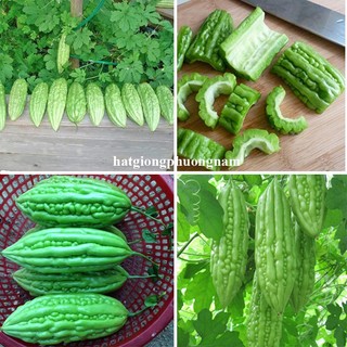 2 Gram - Hạt Giống Khổ Qua Phương Nam