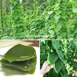 0,5 Gram - Hạt Giống Sương Sâm Lông Phương Nam