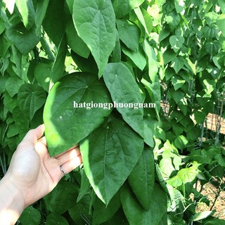 0,5 Gram - Hạt Giống Sương Sâm Lông Phương Nam