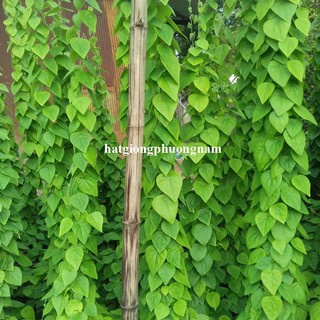 0,5 Gram - Hạt Giống Sương Sâm Lông Phương Nam