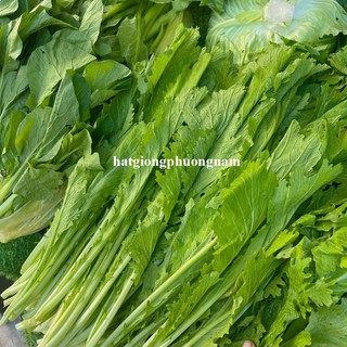 10 Gram - Hạt Giống Cải Mèo Phương Nam