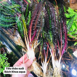 Cây thủy sinh - Tiêu thảo suối