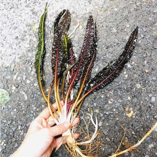 Cây thủy sinh - Tiêu thảo suối