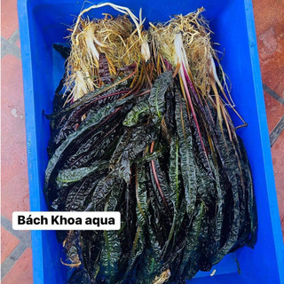 Cây thủy sinh - Tiêu thảo suối