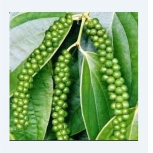 Tiêu xanh 200g