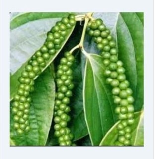 Tiêu xanh 200g