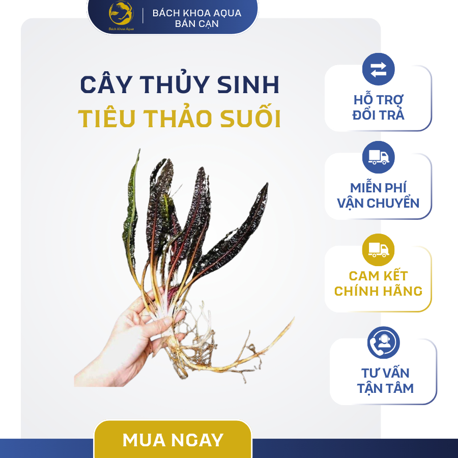 Cây thủy sinh - Tiêu thảo suối