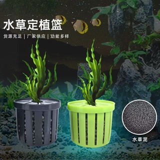 Cây Thanh đản | Cây trồng thủy sinh