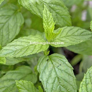 100 Hạt - Hạt Giống Bạc Hà Mint( Húng Lủi Âu) Phương Nam