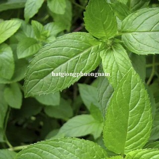 100 Hạt - Hạt Giống Bạc Hà Mint( Húng Lủi Âu) Phương Nam