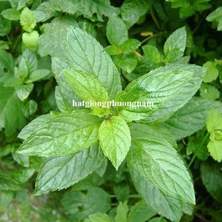 100 Hạt - Hạt Giống Bạc Hà Mint( Húng Lủi Âu) Phương Nam