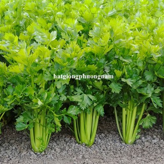 3 Gram - Hạt Giống  Cần Tây Phương Nam