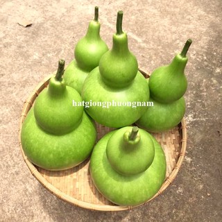20 Hạt - Hạt Giống Bầu Hồ Lô Phương Nam