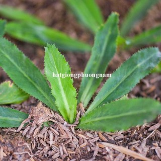 5 Gram - Hạt Giống Ngò Gai Phương Nam