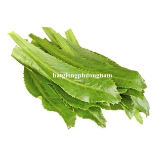 5 Gram - Hạt Giống Ngò Gai Phương Nam