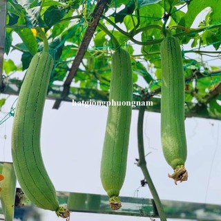 2 Gram - Hạt Giống Mướp Hương  Phương Nam