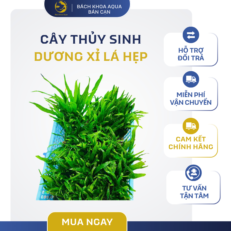 Cây Dương xỉ lá hẹp thủy sinh