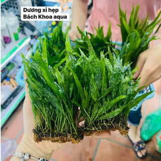 Cây Dương xỉ lá hẹp thủy sinh