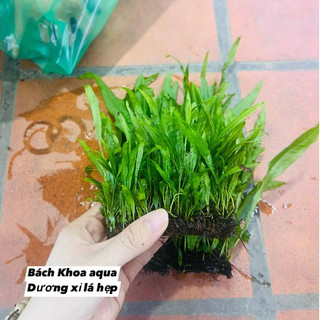 Cây Dương xỉ lá hẹp thủy sinh