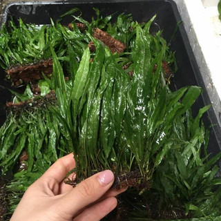 Cây Dương xỉ lá hẹp thủy sinh