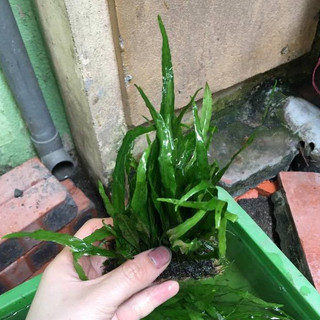 Cây Dương xỉ lá hẹp thủy sinh