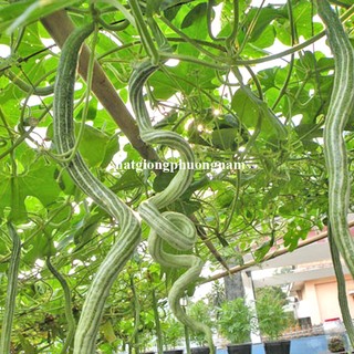 1 Gram - Hạt  Giống  Mướp Rắn Phương Nam
