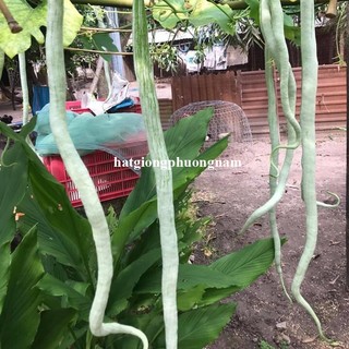 1 Gram - Hạt  Giống  Mướp Rắn Phương Nam