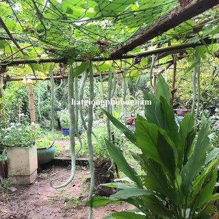 1 Gram - Hạt  Giống  Mướp Rắn Phương Nam