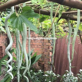 1 Gram - Hạt  Giống  Mướp Rắn Phương Nam