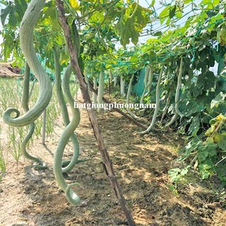 1 Gram - Hạt  Giống  Mướp Rắn Phương Nam