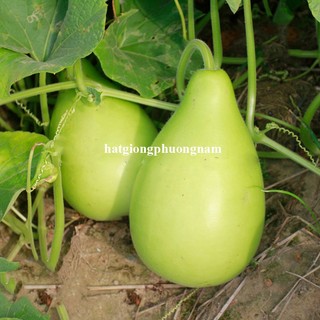 5 Hạt - Hạt Giống Bầu Hồ Lô Tròn Phương Nam