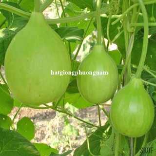 5 Hạt - Hạt Giống Bầu Hồ Lô Tròn Phương Nam