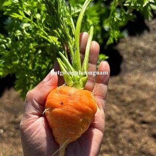 0,5 Gram - Hạt Giống Cà Rốt Tròn Phương Nam